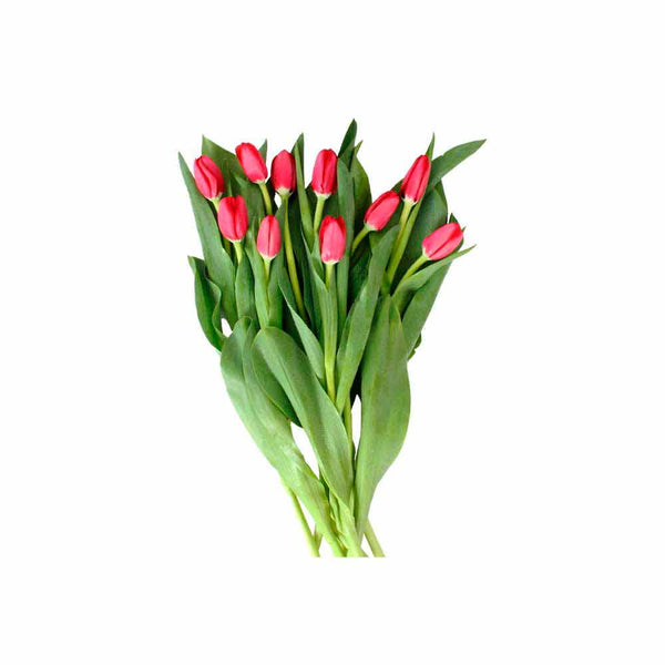 Paquete 10 Tulipanes Rojos