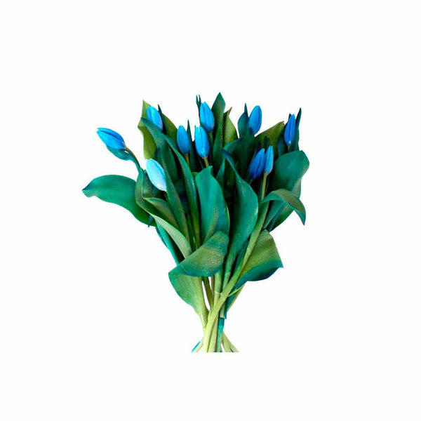 Paquete 10 Tulipanes Azules
