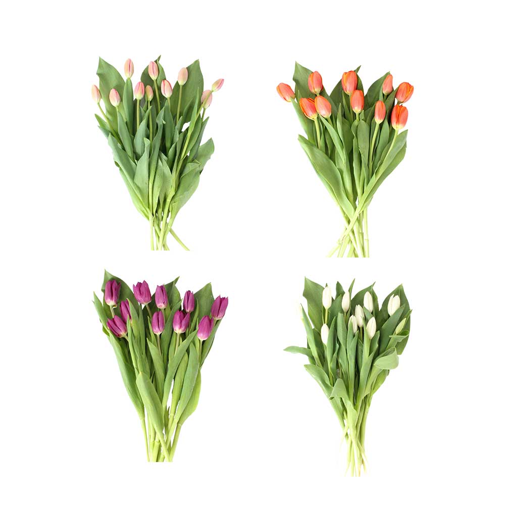 Suscripción 10 Tulipanes de Color Entero